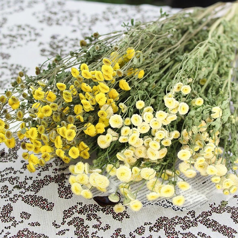 Bluejw Natural Air-Dried Mini Daisies & Chrysanthemums - Japanese Style Pastoral Bouquet for Christmas Graduation Decor & Cotton Accents - Dried Plants - Image 4