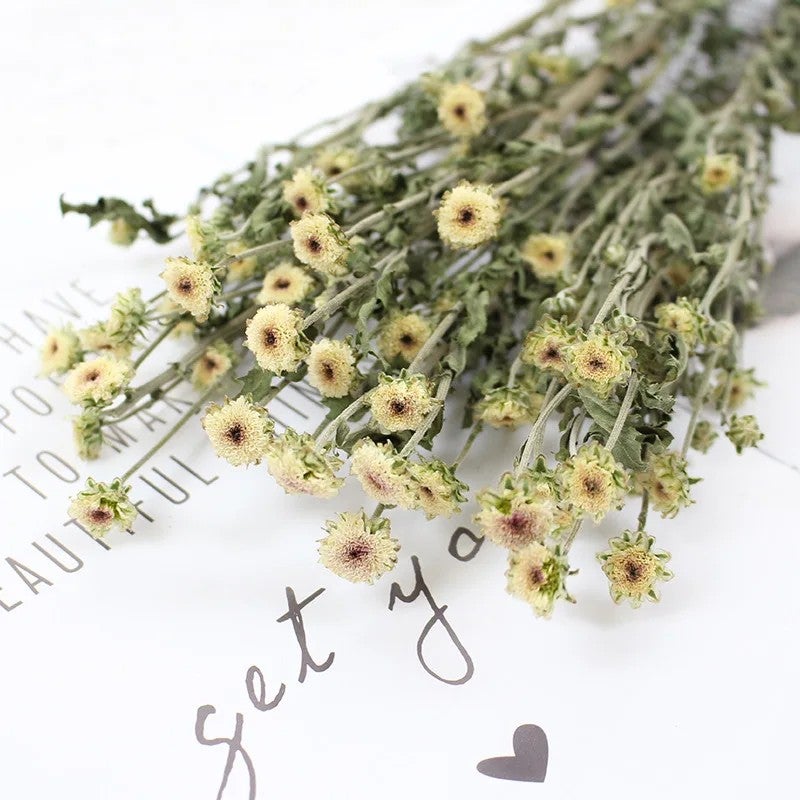 Bluejw Natural Air-Dried Mini Daisies & Chrysanthemums - Japanese Style Pastoral Bouquet for Christmas Graduation Decor & Cotton Accents - Dried Plants - Image 5