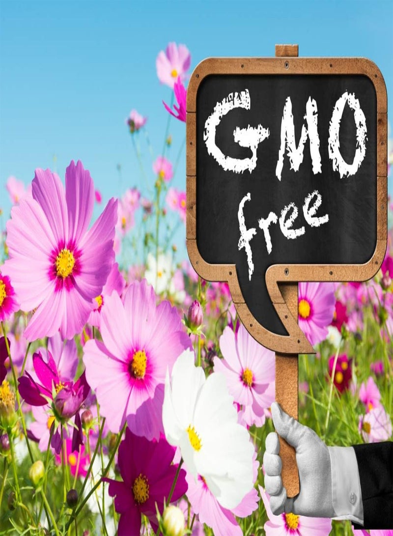 جي جوت 100 قطعة من بذور عباد الشمس الأرجوانية النادرة لزينة حديقة المنزل بونساي - Image 3