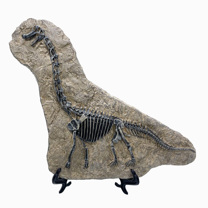 XINDAM Resin Brachiosaurus Dinosaur Fossil Statue Model Simulated Skeleton Home Office Display Decorative Craft Box Decoration (Style 7) - Image 4
