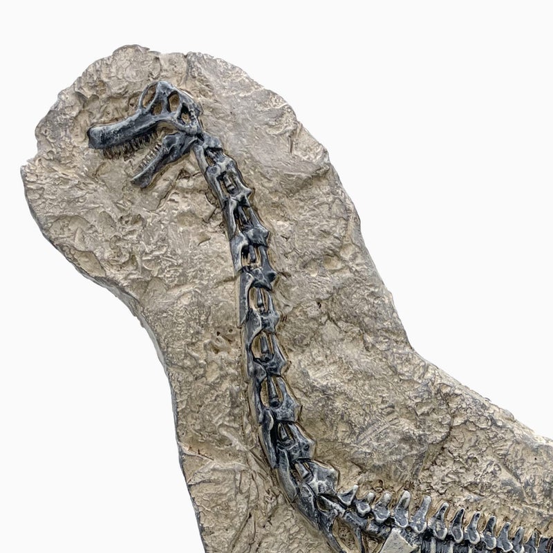 XINDAM Resin Brachiosaurus Dinosaur Fossil Statue Model Simulated Skeleton Home Office Display Decorative Craft Box Decoration (Style 7) - Image 3