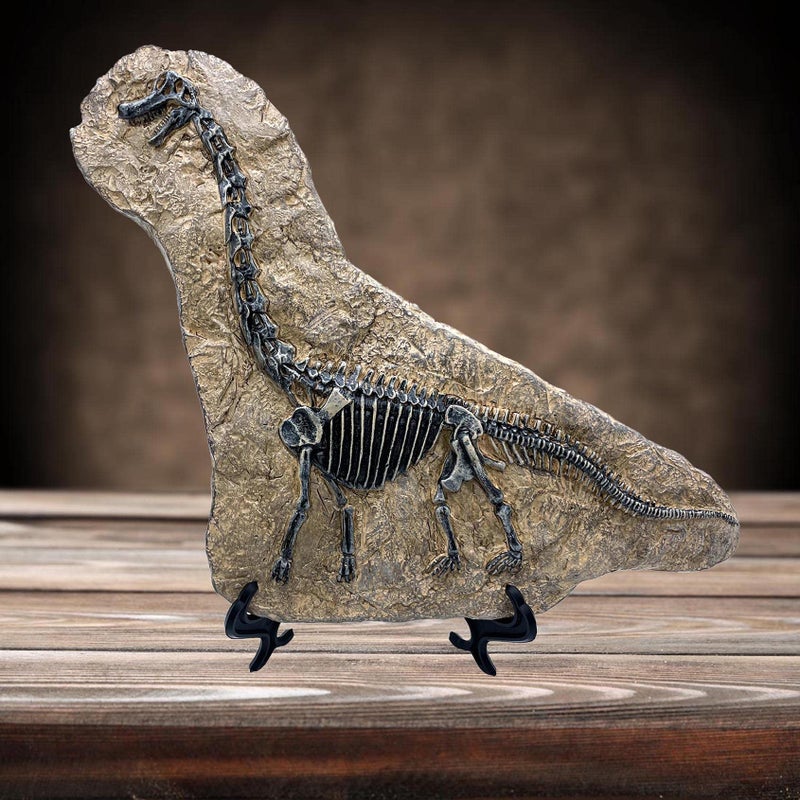 XINDAM Resin Brachiosaurus Dinosaur Fossil Statue Model Simulated Skeleton Home Office Display Decorative Craft Box Decoration (Style 7) - Image 2