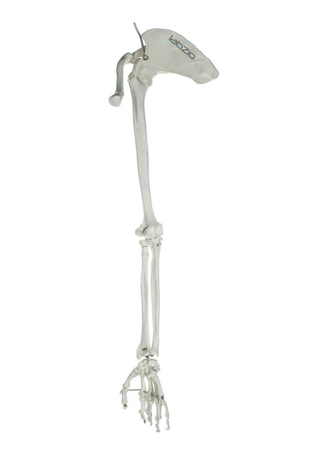 LABZIO - Labzio - Premium Upper Limb (Arm) Skeleton Model Showing Scapula Clavicle Humerus Radius Ulna Hand Skeleton With Articulating Joints Orthopaedic Studying Teaching Model - Image 1