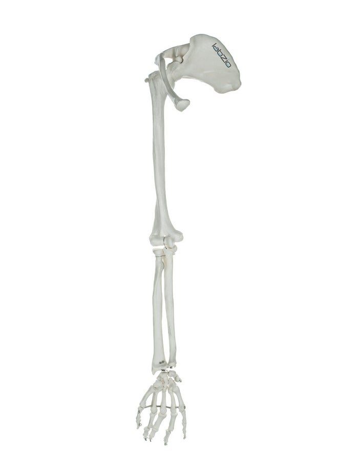 LABZIO - Labzio - Premium Upper Limb (Arm) Skeleton Model Showing Scapula Clavicle Humerus Radius Ulna Hand Skeleton With Articulating Joints Orthopaedic Studying Teaching Model - Image 1