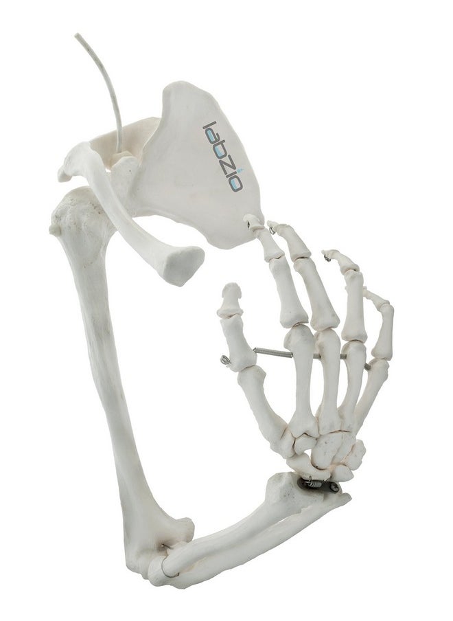 LABZIO - Labzio - Premium Upper Limb (Arm) Skeleton Model Showing Scapula Clavicle Humerus Radius Ulna Hand Skeleton With Articulating Joints Orthopaedic Studying Teaching Model - Image 1