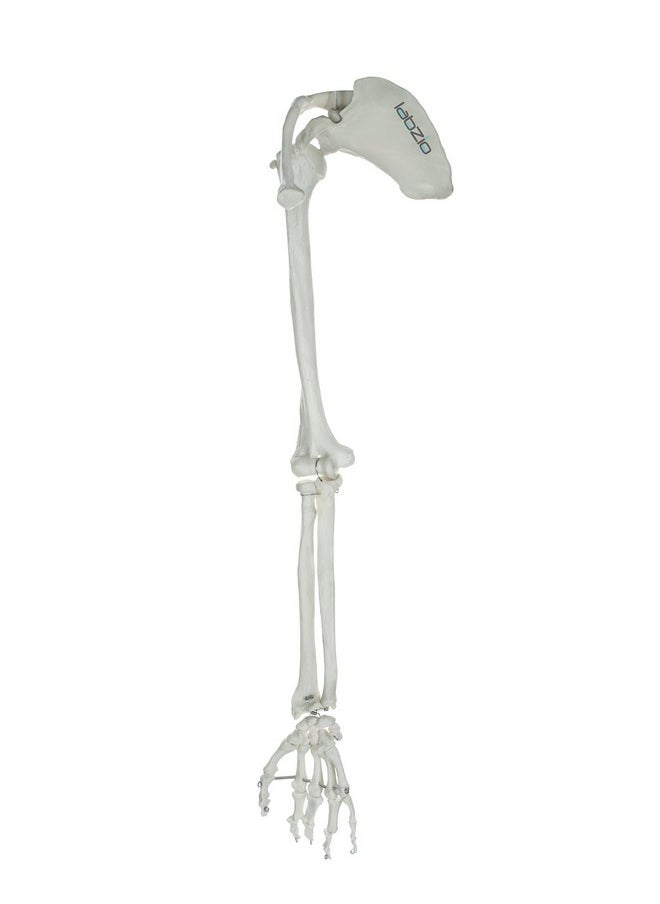 LABZIO - Labzio - Premium Upper Limb (Arm) Skeleton Model Showing Scapula Clavicle Humerus Radius Ulna Hand Skeleton With Articulating Joints Orthopaedic Studying Teaching Model - Image 1