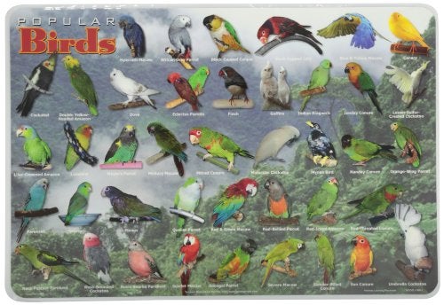 Painless Learning Popular Birds Placemat, Large - Image 3