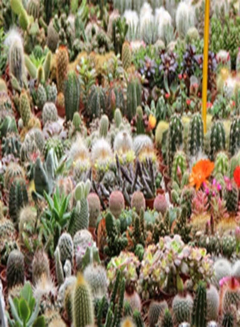 جي جوت مزيج حديقة الصبار 400 (PKD) بذور