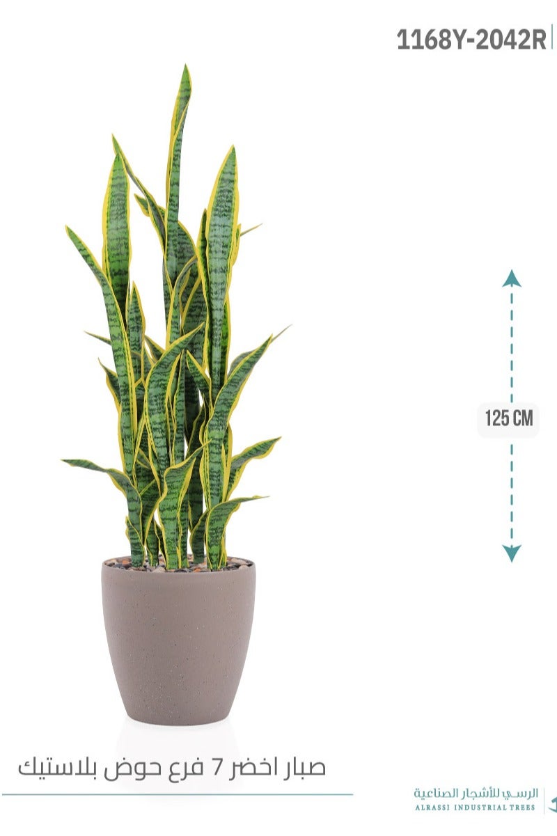 Alrassi Yellow Sansevieria Cactus (7 Branches) in Cylindrical Plastic Pot - Image 1