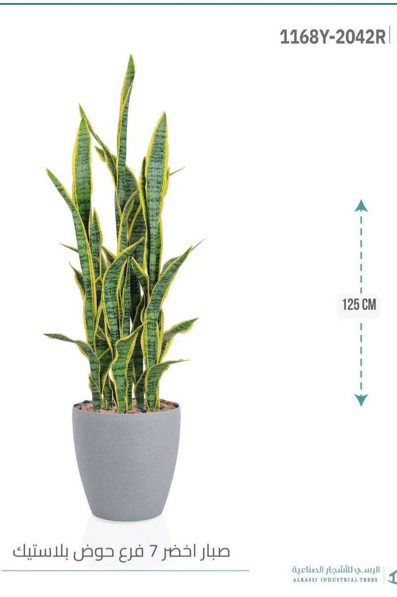Alrassi Yellow Sansevieria Cactus (7 Branches) in Cylindrical Plastic Pot - Image 3