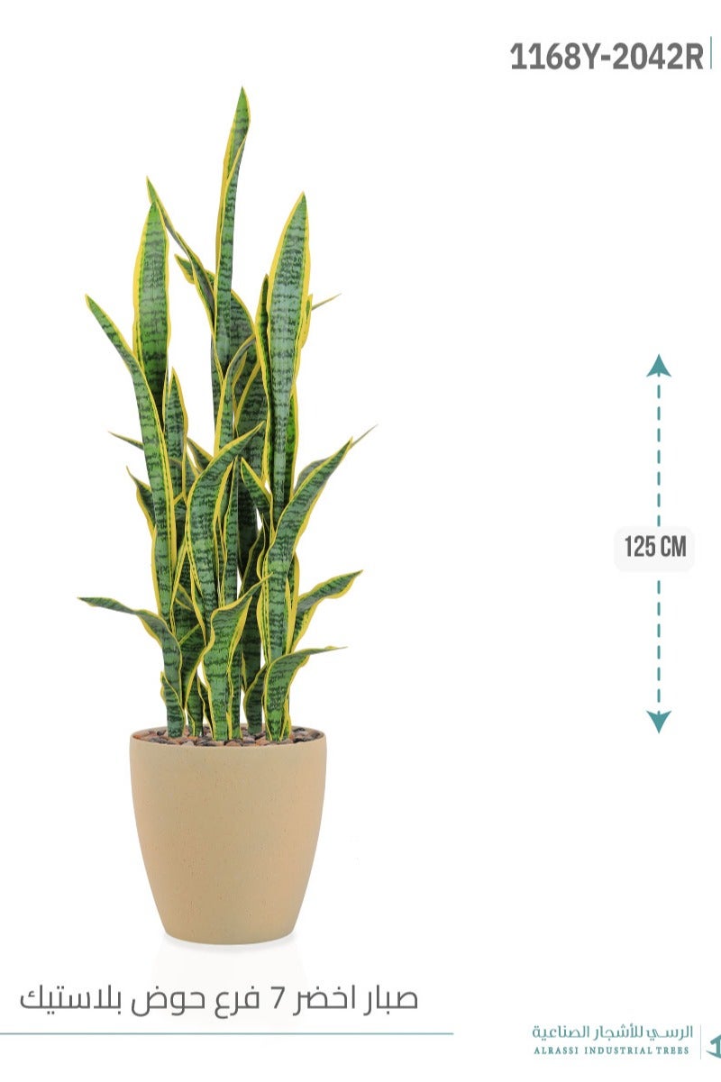 Alrassi Yellow Sansevieria Cactus (7 Branches) in Cylindrical Plastic Pot - Image 4