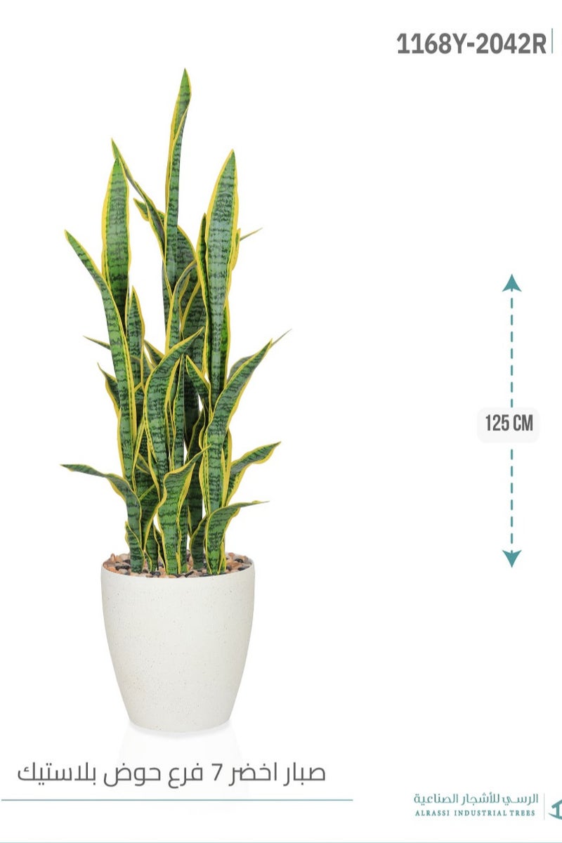 Alrassi Yellow Sansevieria Cactus (7 Branches) in Cylindrical Plastic Pot - Image 5