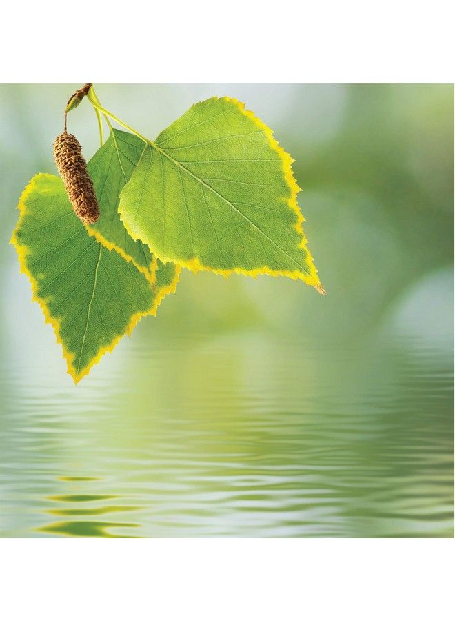 Olay Fresh Outlast Body Wash Birch Water & Lavender 30 Fl Oz Pack Of 4 - Image 4