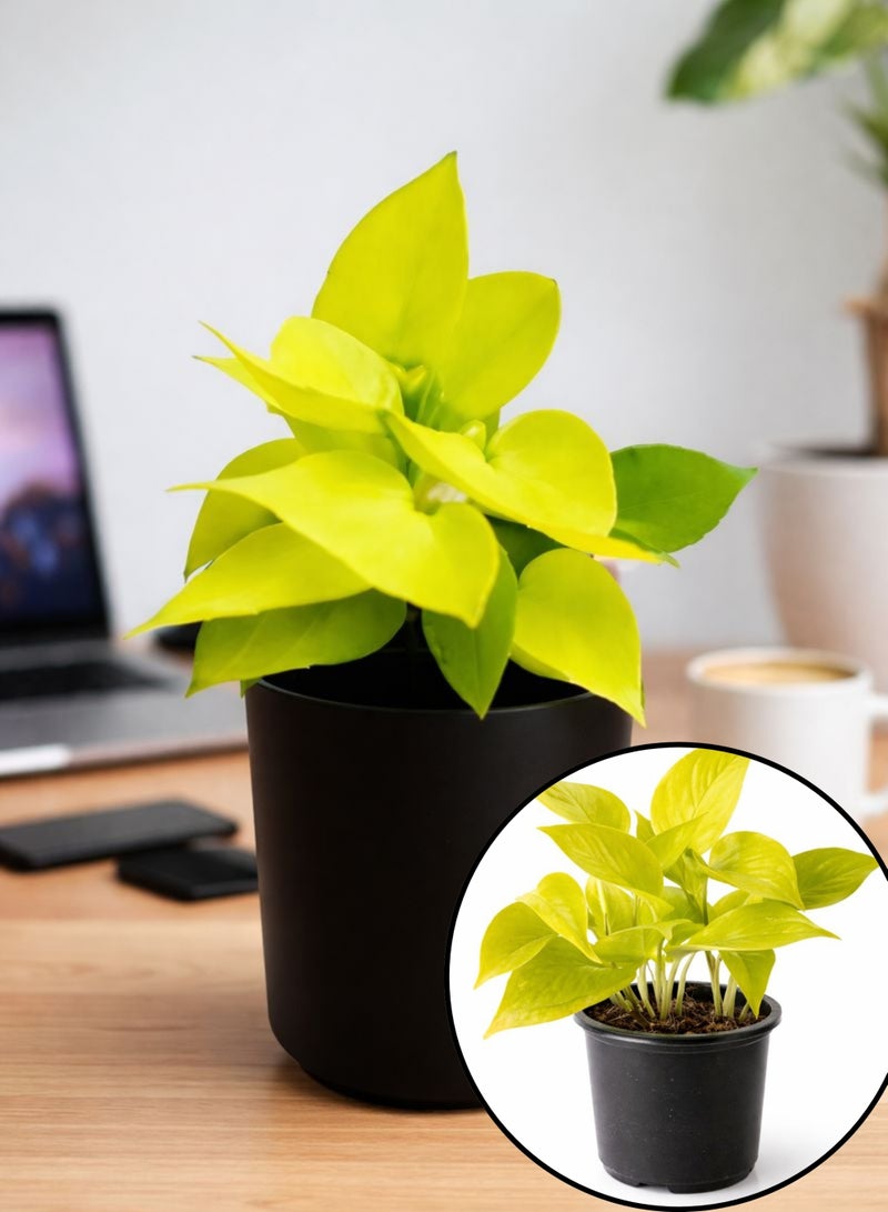نبات البوثوس النيون الطازج للنباتات الداخلية (ارتفاع 15-20 سم) | نبات المال ذو الأوراق الصفراء الزاهية | إبيبرمنوم أوريوم "نيون" | نبات سهل العناية به لتزيين المنزل والمكتب - Image 1