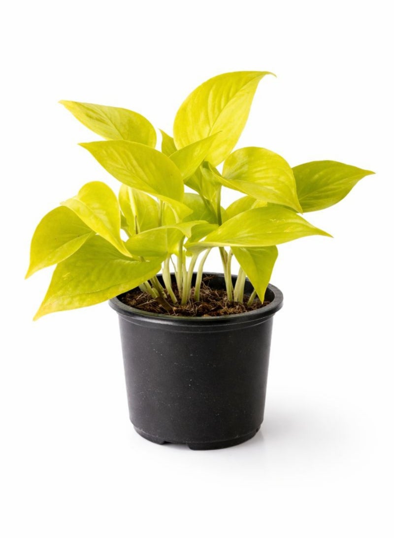 نبات البوثوس النيون الطازج للنباتات الداخلية (ارتفاع 15-20 سم) | نبات المال ذو الأوراق الصفراء الزاهية | إبيبرمنوم أوريوم "نيون" | نبات سهل العناية به لتزيين المنزل والمكتب - Image 2