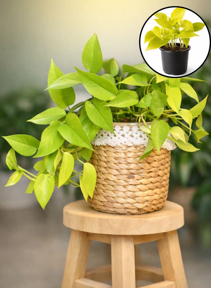 نبات البوثوس النيون الطازج للنباتات الداخلية (ارتفاع 15-20 سم) | نبات المال ذو الأوراق الصفراء الزاهية | إبيبرمنوم أوريوم "نيون" | نبات سهل العناية به لتزيين المنزل والمكتب - Image 3