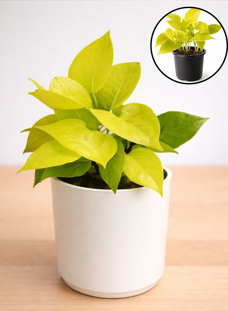 نبات البوثوس النيون الطازج للنباتات الداخلية (ارتفاع 15-20 سم) | نبات المال ذو الأوراق الصفراء الزاهية | إبيبرمنوم أوريوم "نيون" | نبات سهل العناية به لتزيين المنزل والمكتب - Image 4