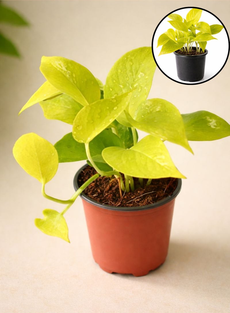 نبات البوثوس النيون الطازج للنباتات الداخلية (ارتفاع 15-20 سم) | نبات المال ذو الأوراق الصفراء الزاهية | إبيبرمنوم أوريوم "نيون" | نبات سهل العناية به لتزيين المنزل والمكتب - Image 5