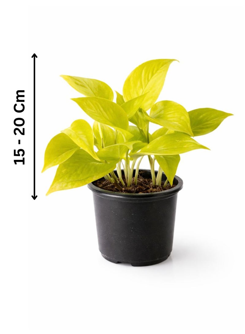 بلانت نبات البوثوس النيون الطازج للنباتات الداخلية (ارتفاع 15-20 سم) | نبات المال ذو الأوراق الصفراء الزاهية | إبيبرمنوم أوريوم "نيون" | نبات سهل العناية به لتزيين المنزل والمكتب - Image 2