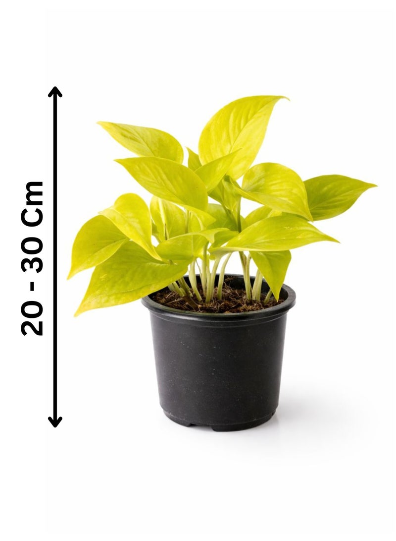 PLANT Neon Pothos Fresh Indoor Plant (20–30 cm Height) | Bright Yellow Money Plant | Epipremnum Aureum ‘Neon’ | Low Maintenance Home & Office Decor Plant - Image 2