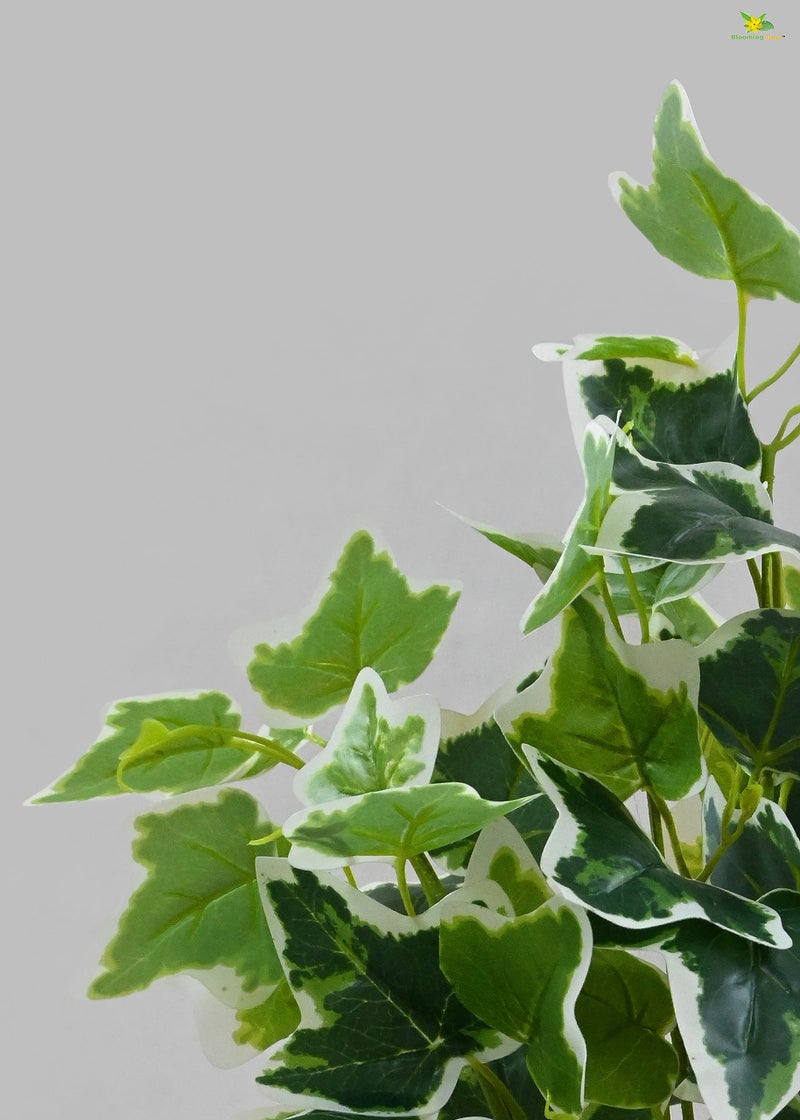 Blooming Floret Artificial English Ivy 48.3 cm Short Plant for Interior Decor/Home Decor/Office Decor/Gifting | with Basic Black Pot | Ornamental Plant | Natural Looking | Durable - Image 2
