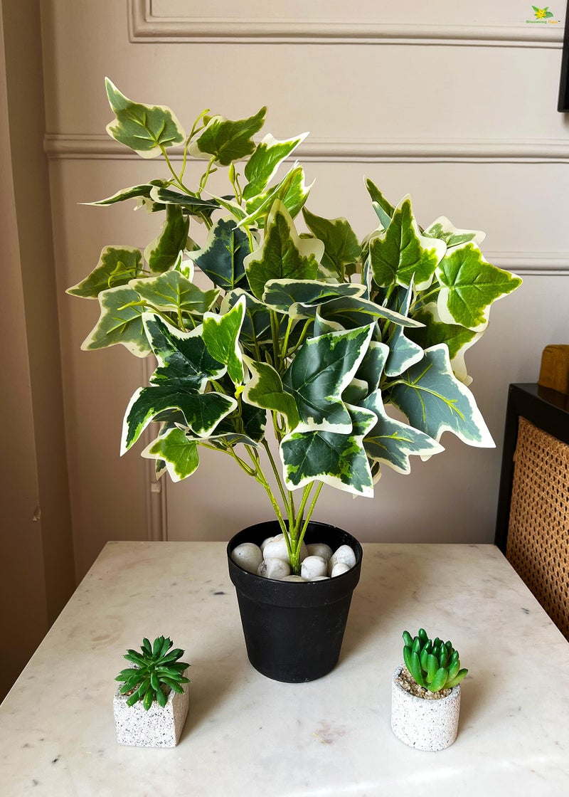 Blooming Floret Artificial English Ivy 48.3 cm Short Plant for Interior Decor/Home Decor/Office Decor/Gifting | with Basic Black Pot | Ornamental Plant | Natural Looking | Durable - Image 4