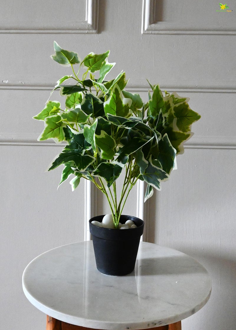 Blooming Floret Artificial English Ivy 48.3 cm Short Plant for Interior Decor/Home Decor/Office Decor/Gifting | with Basic Black Pot | Ornamental Plant | Natural Looking | Durable - Image 5