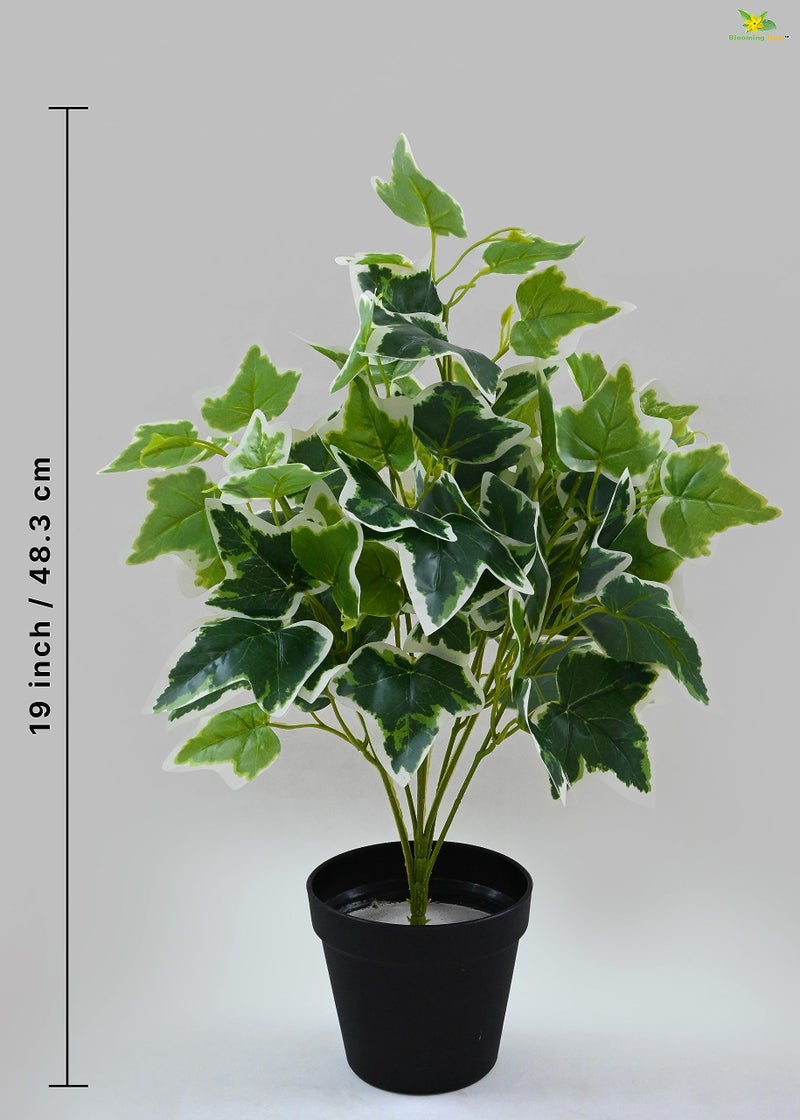Blooming Floret Artificial English Ivy 48.3 cm Short Plant for Interior Decor/Home Decor/Office Decor/Gifting | with Basic Black Pot | Ornamental Plant | Natural Looking | Durable - Image 3