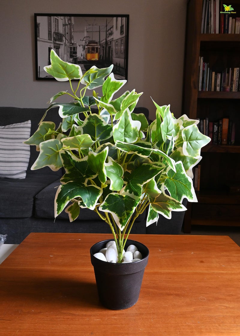 Blooming Floret Artificial English Ivy 48.3 cm Short Plant for Interior Decor/Home Decor/Office Decor/Gifting | with Basic Black Pot | Ornamental Plant | Natural Looking | Durable - Image 1