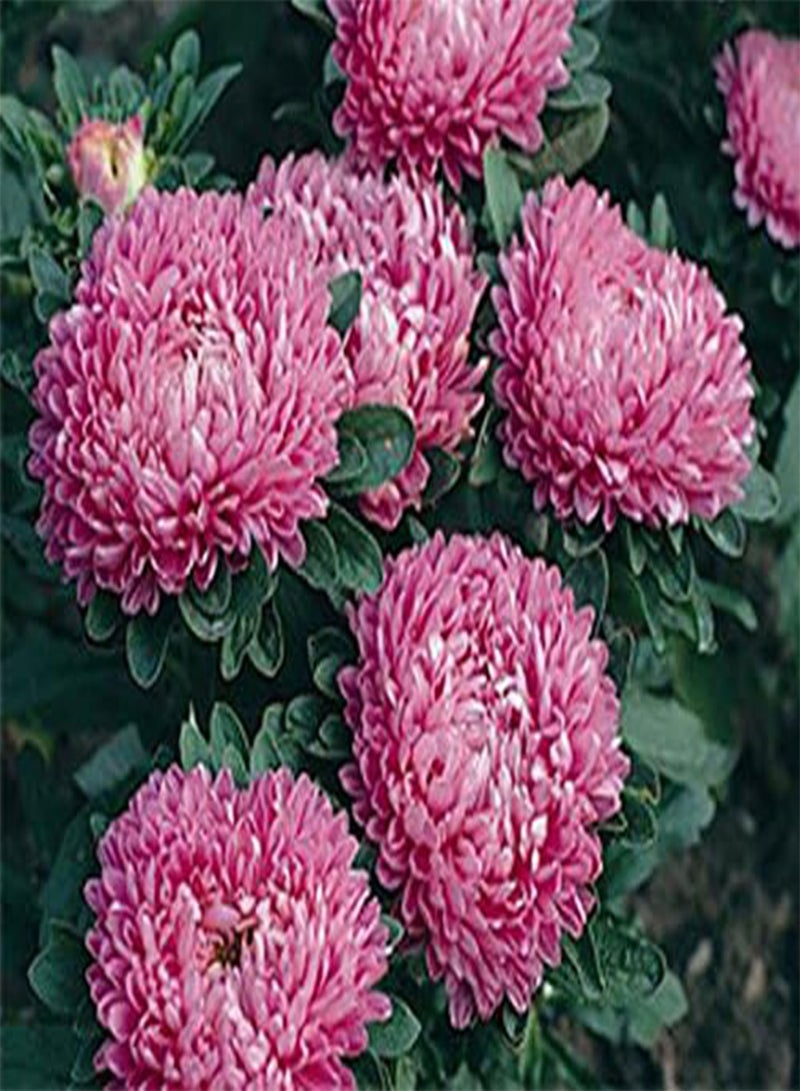 Aster Milady Rose Dwarf Callistephus Chinensis - 20 (PKD) Seeds