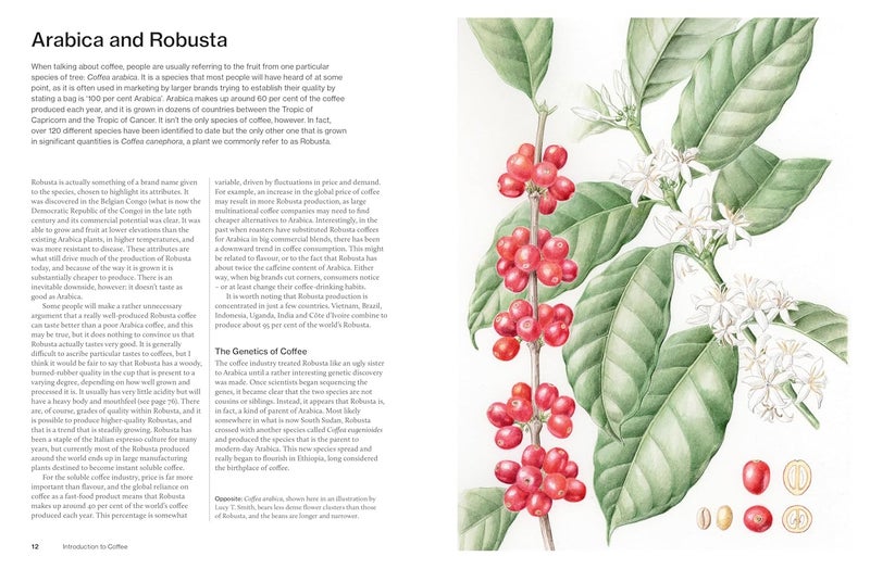 The World Atlas of Coffee 3rd edition: From beans to brewing – coffees explored, explained and enjoyed - Image 4
