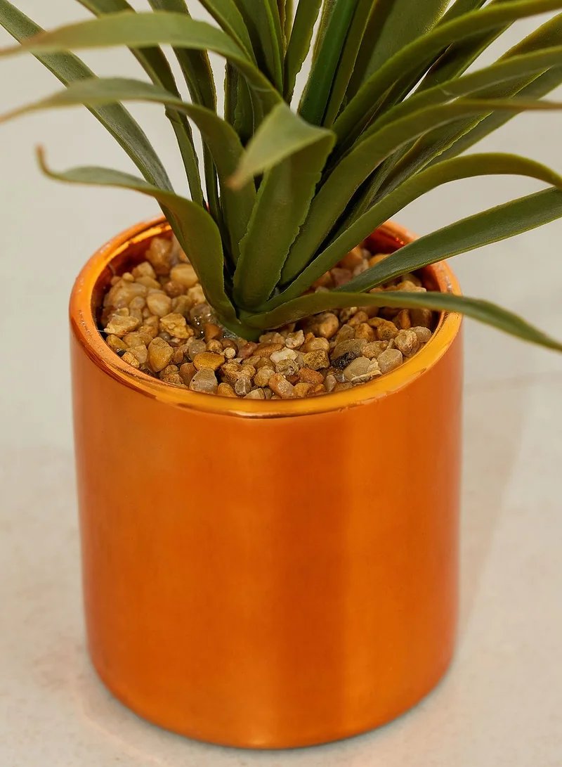 AURORA Aloe Vera Plant In Pot - 16.5cm