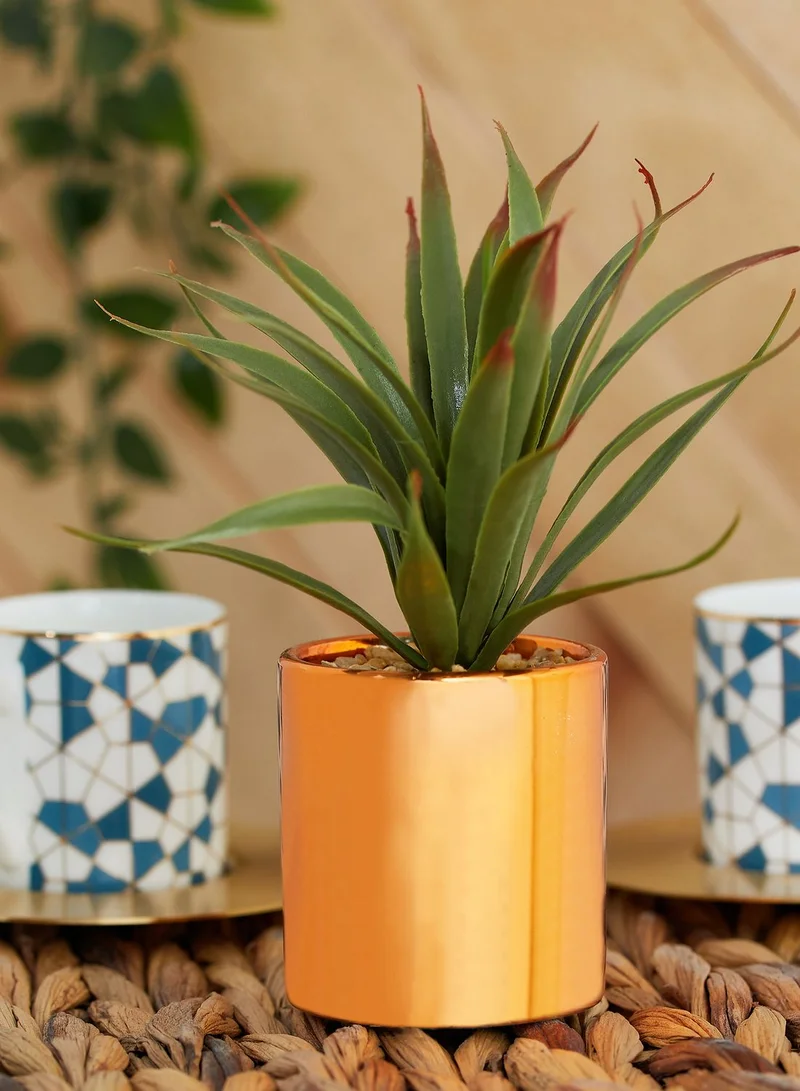 AURORA Aloe Vera Plant In Pot - 16.5cm