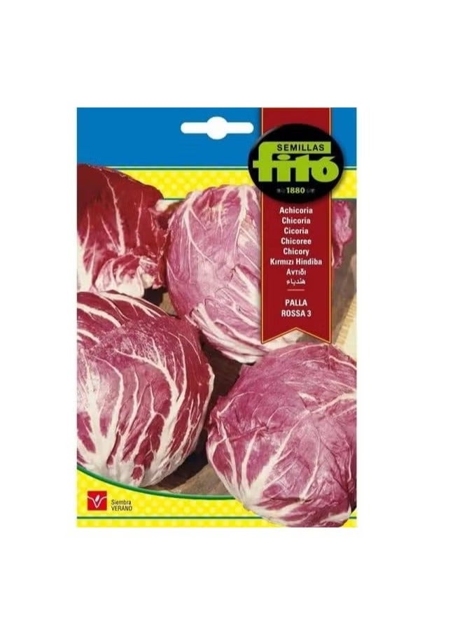 فيتو بذور فيتو شيكوري عالية الجودة من سيميلاس فيتو