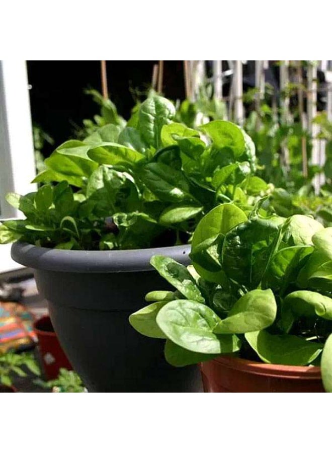 Spinach All Green Desi Vegetable Seeds
