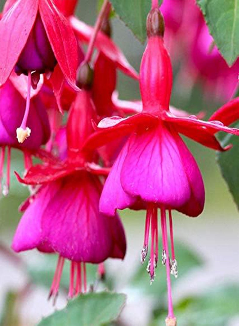 جي جوت بذور طازجة 50 قطعة من بذور زهرة الفوشيا المختلطة سهلة النمو باللون الوردي