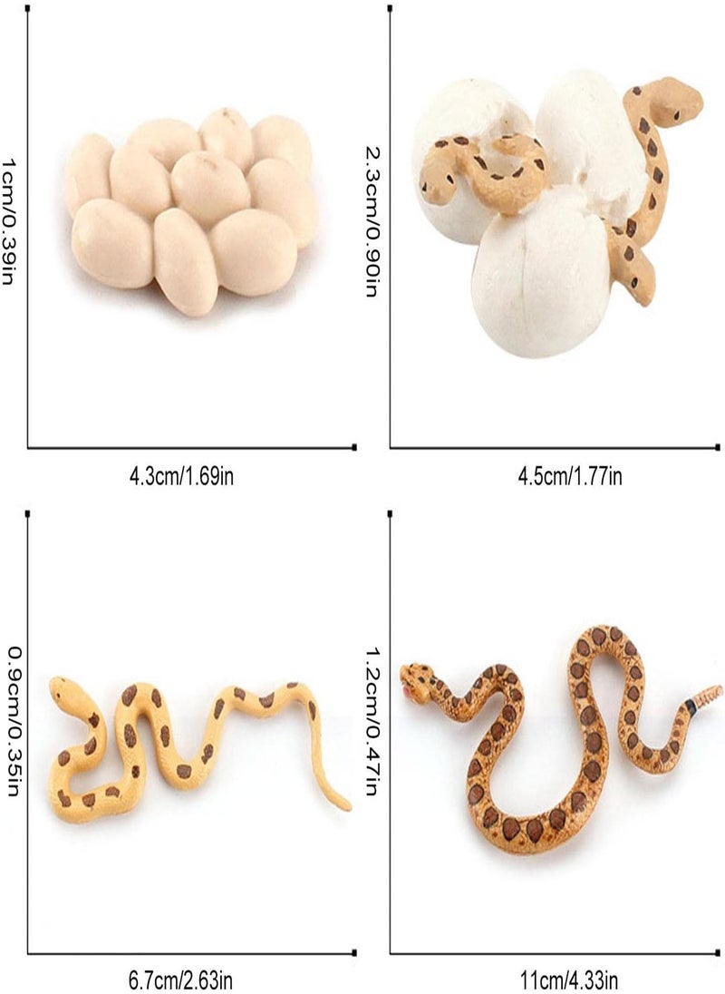 Boa Snake Growth Cycle, Snake Life Cycle Model Toy Set, Animal Life Cycle Toy, 4 Stage Nature Toy For Kids, Snake Eggs, Hatching, Adult Snakes and Cubs