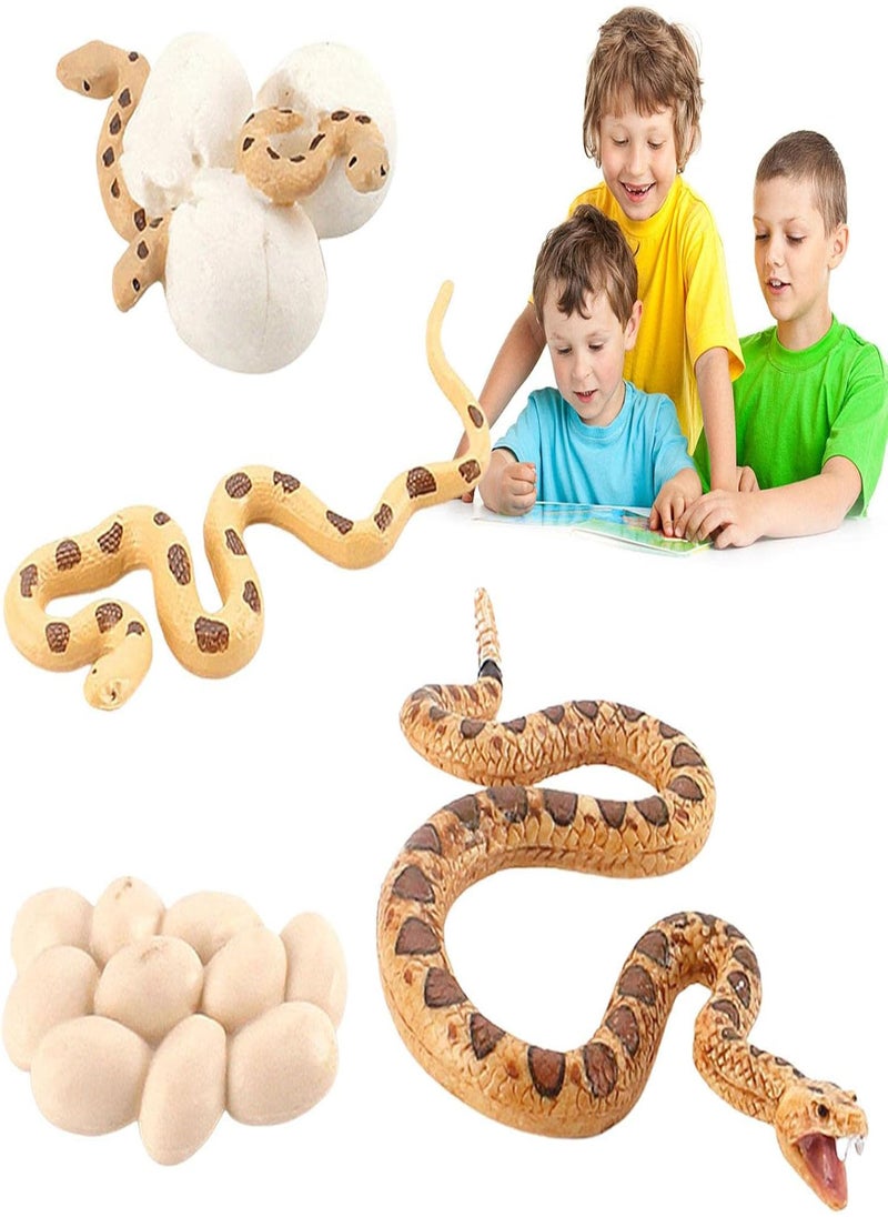 Boa Snake Growth Cycle, Snake Life Cycle Model Toy Set, Animal Life Cycle Toy, 4 Stage Nature Toy For Kids, Snake Eggs, Hatching, Adult Snakes and Cubs