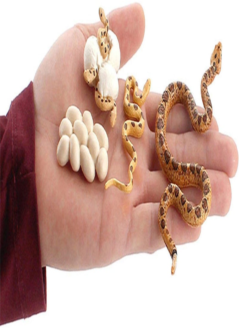 Boa Snake Growth Cycle, Snake Life Cycle Model Toy Set, Animal Life Cycle Toy, 4 Stage Nature Toy For Kids, Snake Eggs, Hatching, Adult Snakes and Cubs
