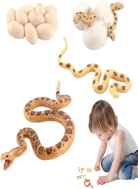 Boa Snake Growth Cycle, Snake Life Cycle Model Toy Set, Animal Life Cycle Toy, 4 Stage Nature Toy For Kids, Snake Eggs, Hatching, Adult Snakes and Cubs