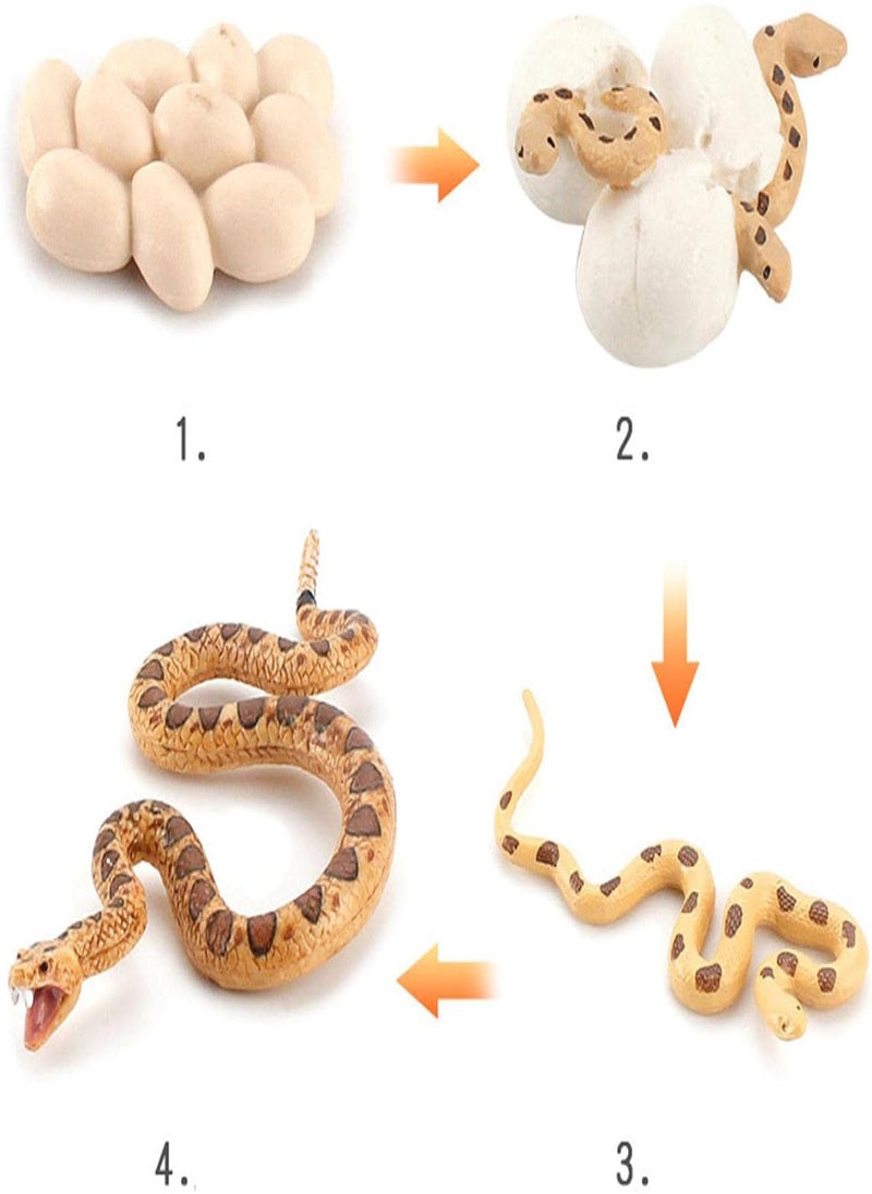 Boa Snake Growth Cycle, Snake Life Cycle Model Toy Set, Animal Life Cycle Toy, 4 Stage Nature Toy For Kids, Snake Eggs, Hatching, Adult Snakes and Cubs