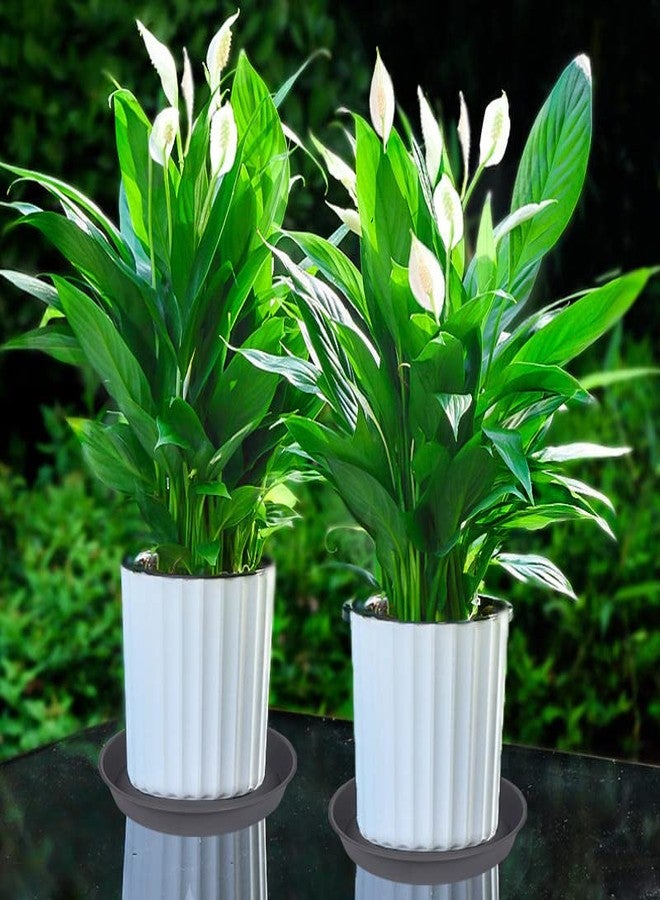 Bleuhome 6 Pack Planter Saucer Tray Gray, 4 6 8 10 12 13 15 17 19 inch Pot Saucers, Heavy Duty Plastic Plant Saucers for Indoors, Plant Drip Tray, Plant Trays for pots Planter (6 inch, Cement) - Image 5
