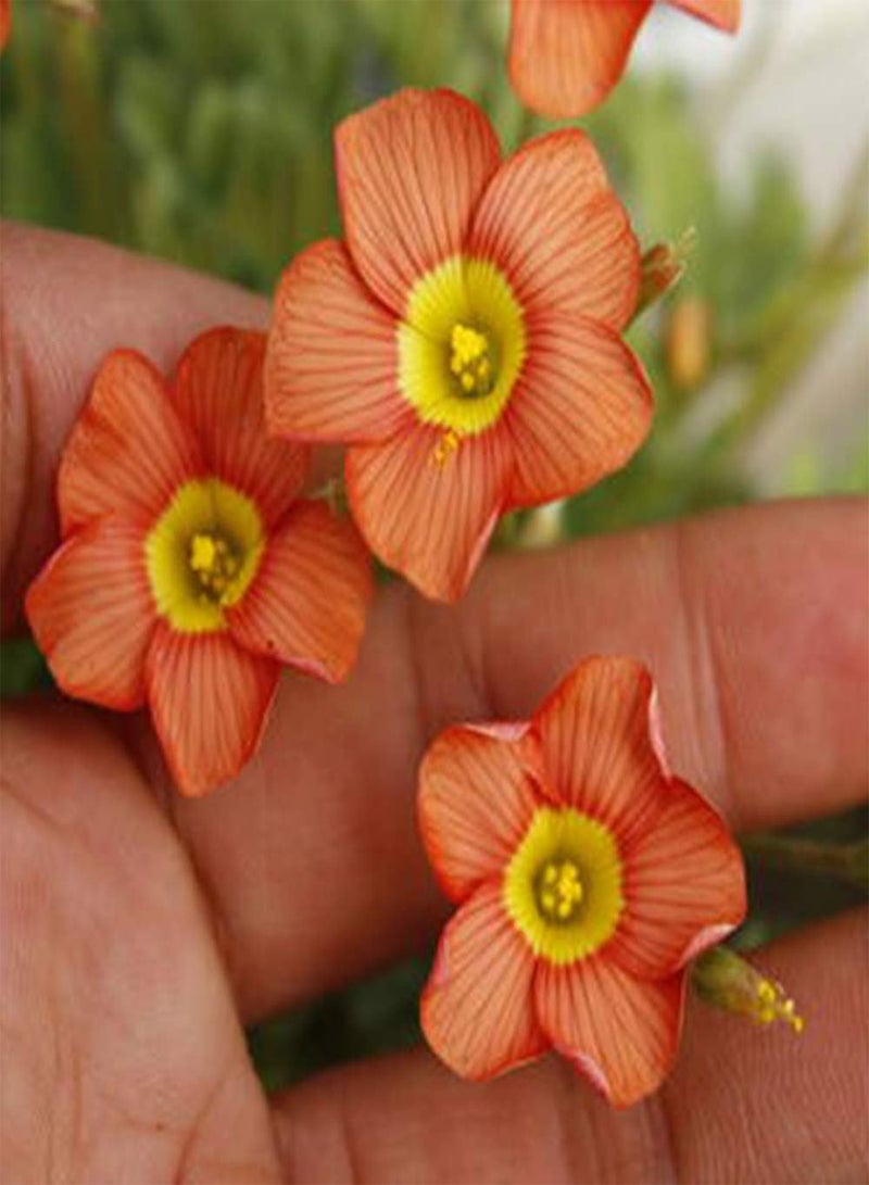 GGOOT 5Pcs Orange Oxalis seeds, Eye-catching Color, Make Garden Full of Vigor, Essential Boutique Flowers for Outdoor Home Gardens - Image 2