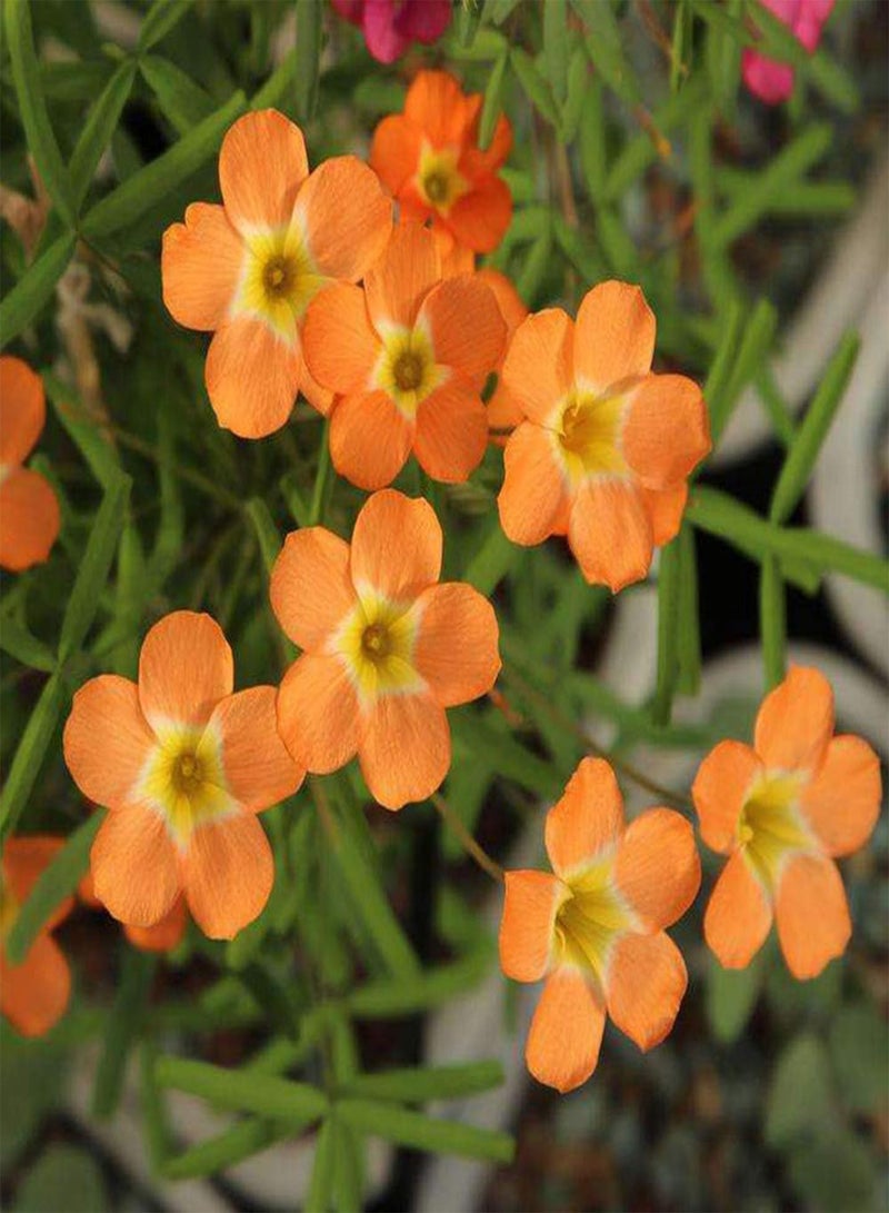 GGOOT 5Pcs Orange Oxalis seeds, Eye-catching Color, Make Garden Full of Vigor, Essential Boutique Flowers for Outdoor Home Gardens - Image 1