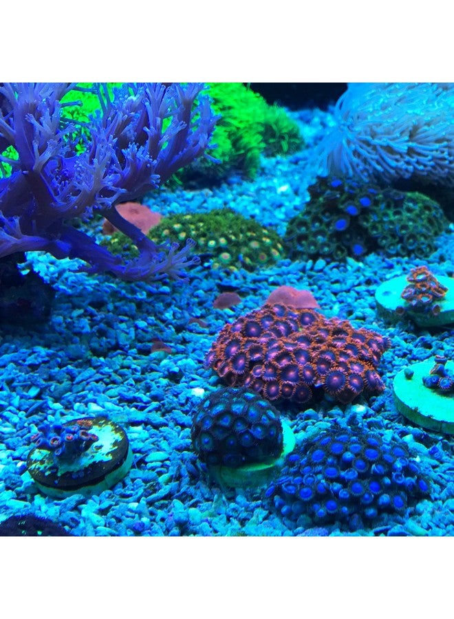 Seachem Reef Dip 250ml - Image 3