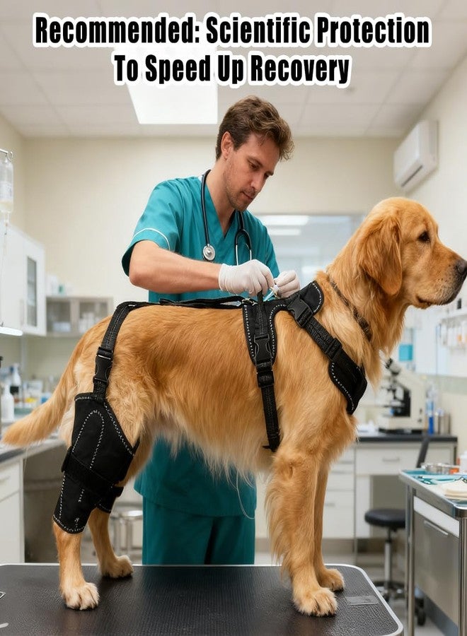 Vivifying Dog Hip & Leg Support Harness for Mobility Assistance, Adjustable Rear Leg Brace with Lift Handle for Injured or Senior Dogs, Joint Stabilizing Hind Leg Support for Walking, Recovery (L) - Image 4