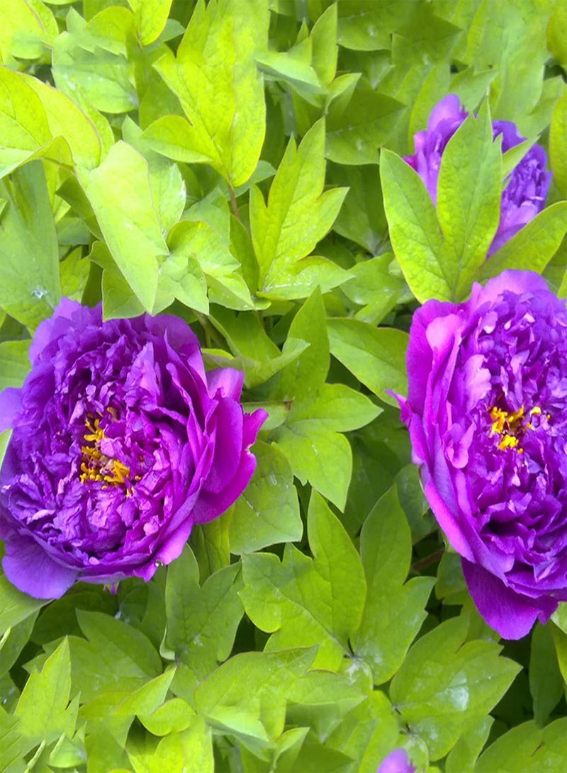 جي جوت 10 قطع من بذور الفاوانيا، نباتات زهور طازجة للحديقة المعمرة، مزيج من بذور الفاوانيا بألوان مختلفة، بذور زهور نباتات مزهرة صيفية لحديقة الفناء وديكور بونساي باللون الأرجواني - Image 1