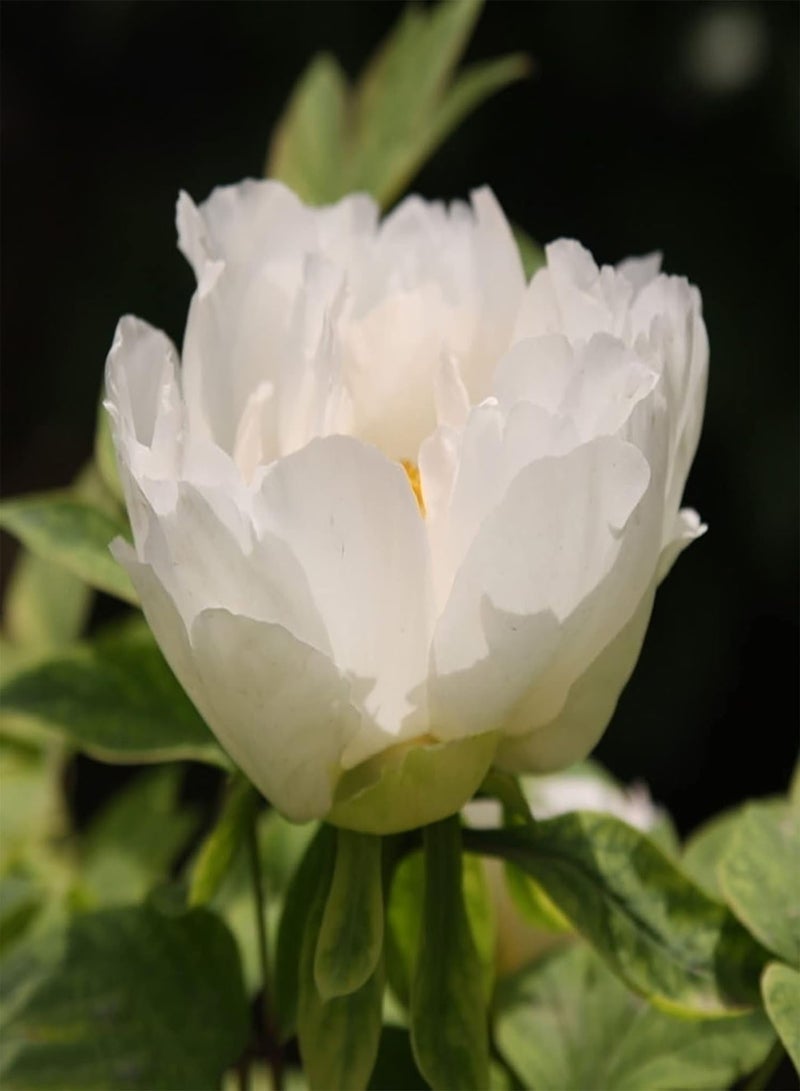 جي جوت 10 قطع من بذور الفاوانيا، نباتات زهور طازجة للحديقة المعمرة، مزيج من بذور الفاوانيا بألوان مختلفة، بذور زهور نباتات مزهرة صيفية لحديقة الفناء وديكور بونساي باللون الأرجواني - Image 5