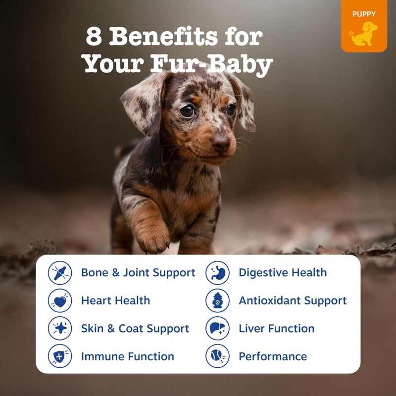 Zesty Paws Dog Multivitamin, Chewable Dog Vitamins and Supplements for Hip & Joints, Skin & Coat, Omega 3 Fish Oil for Dogs- Puppy Multivitamin - Chicken Puppy Bites- 90ct - Image 2