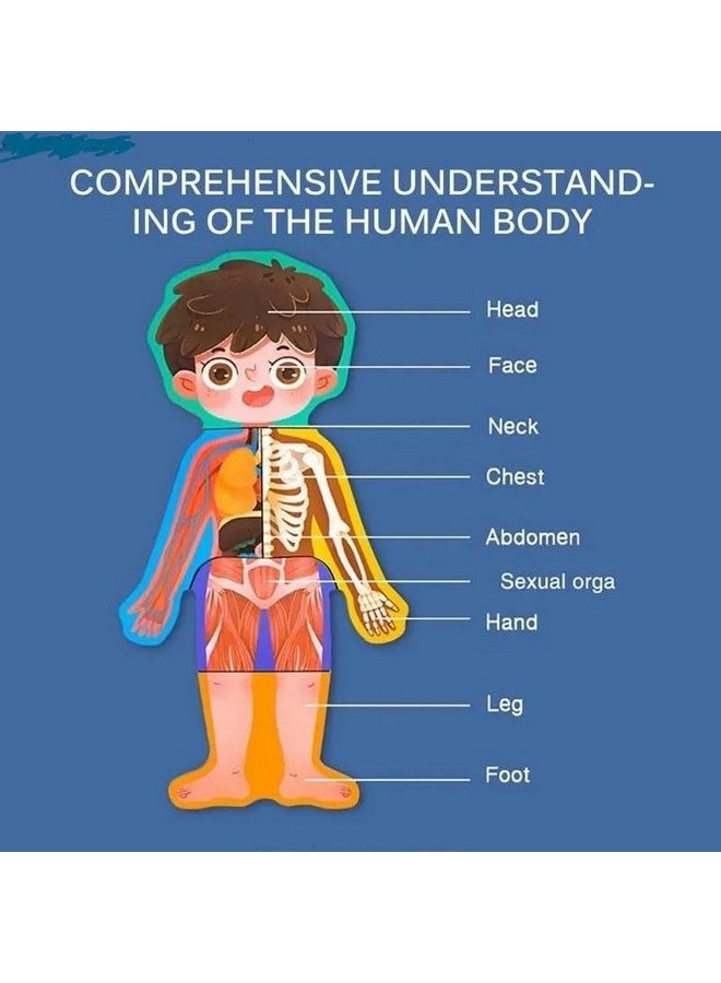 MUMMAMIA Magnetic Wooden Human Body Parts Structure Puzzle (Human Body (Girl)) - Image 5